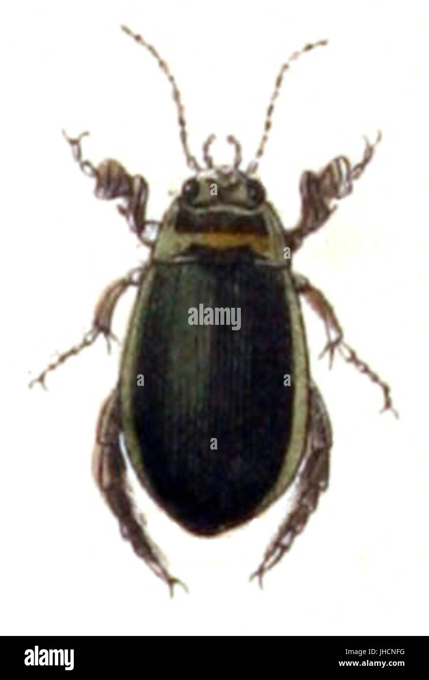 *Graphoderus zonatus* is a species of aquatic beetle in the family Dytiscidae. The image showcases specific characteristics of this beetle, including its distinctive body shape and habitat. Stock Photo