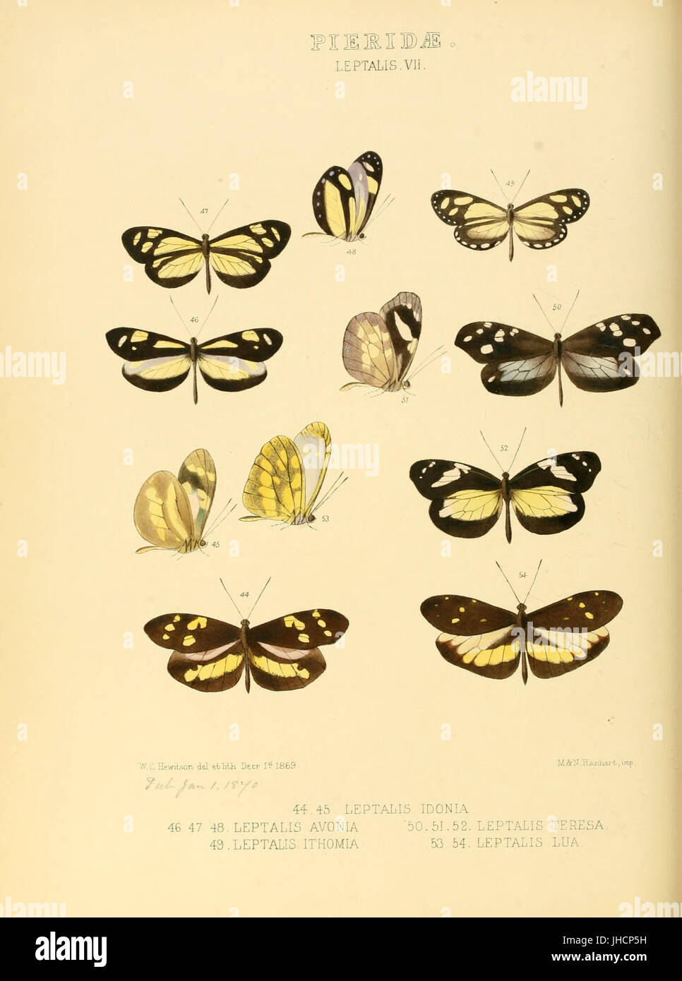 Illustrations of new species of exotic butterflies Leptalis VII Stock ...