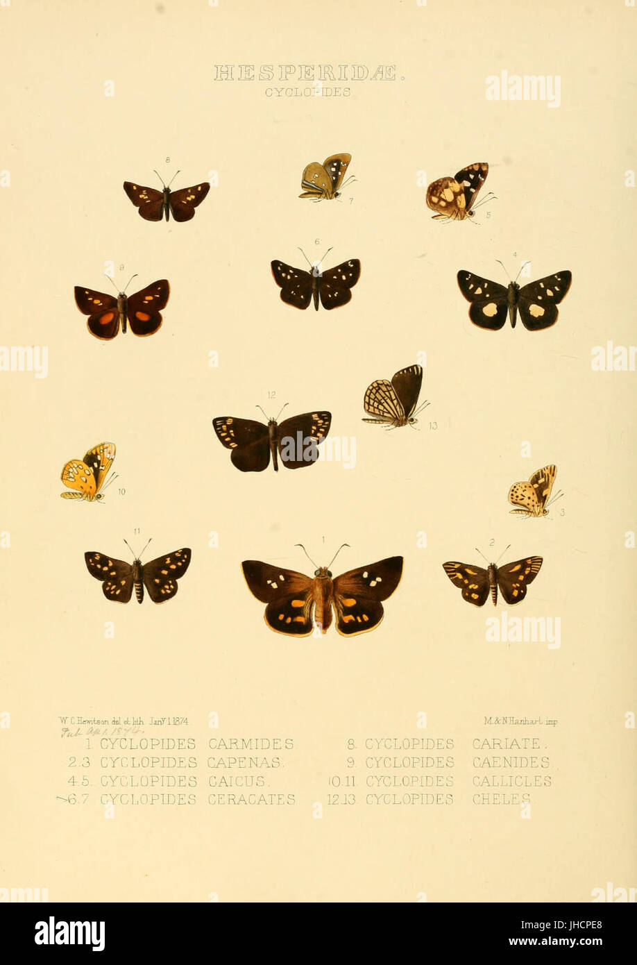 Illustrations of new species of exotic butterflies Cyclopides Stock ...
