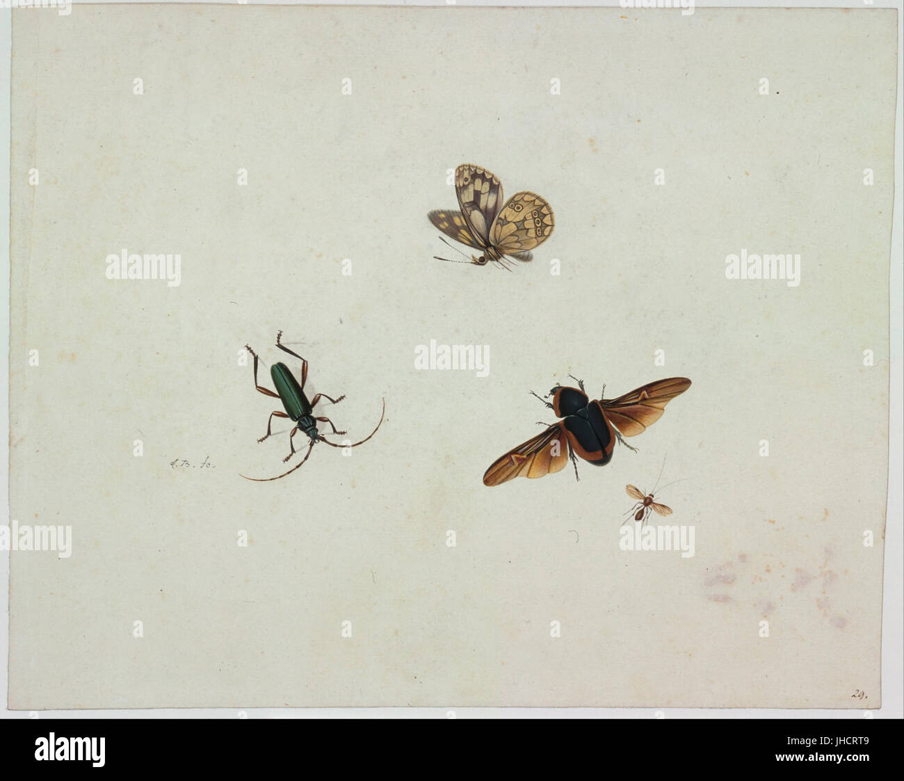 Johannes Bronkhorst - Four insects Stock Photo - Alamy
