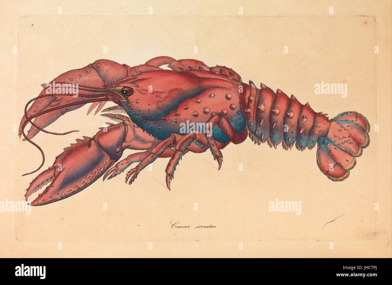 James Sowerby Serrated Lobster, Cancer serratus Stock Photo Alamy