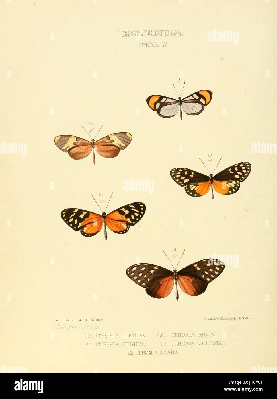 Illustrations of new species of exotic butterflies Ithomia IV Stock ...