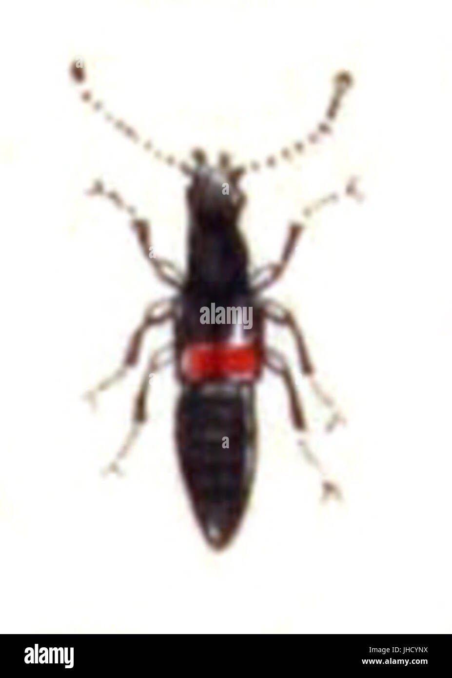 Lathrobium.elongatum.-.calwer.12.09 Stock Photo