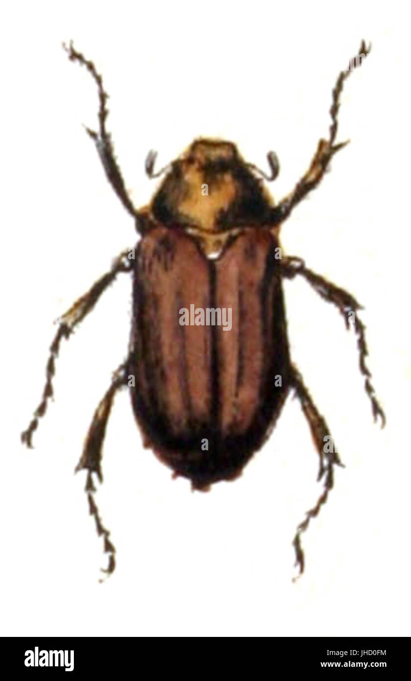 Holochelus.aequinoctialis.-.calwer.19.07 Stock Photo