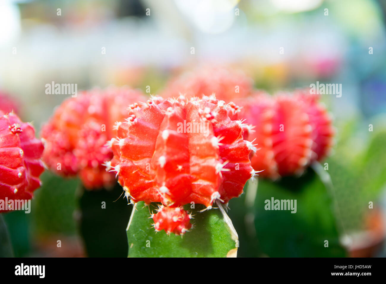 Decorative cactus with red fruit on top Stock Photo - Alamy