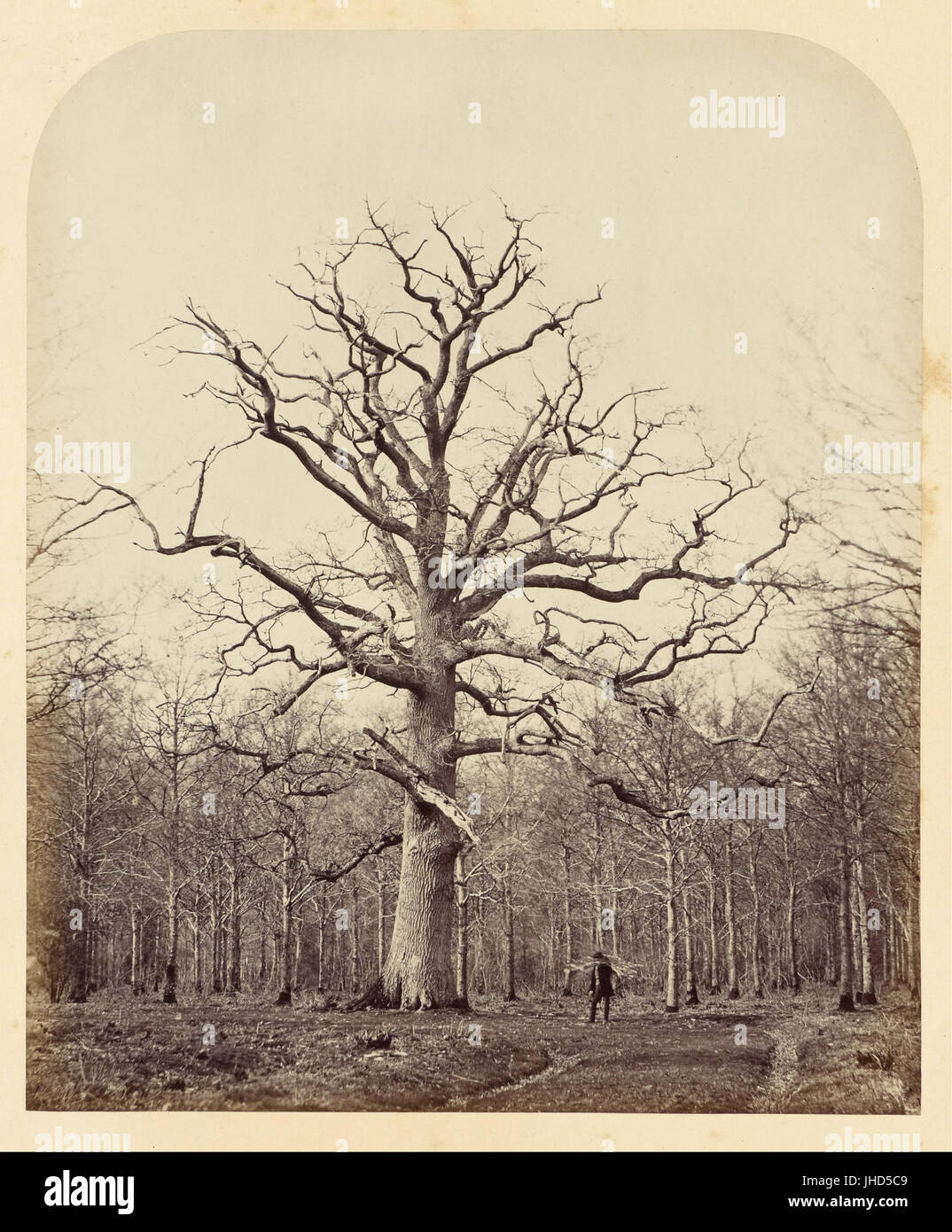 James Sinclair, fourteenth earl of Caithness (British - Queen Anne's Oak - Stock Photo
