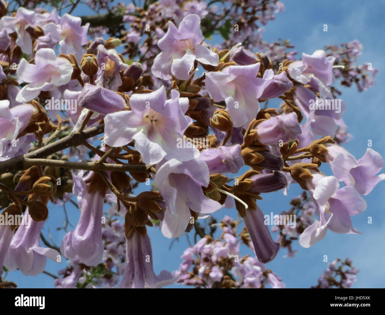 Large fast growing deciduous tree hi-res stock photography and images ...