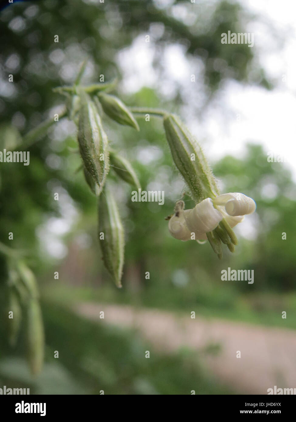 20150514Silene nutans2 Stock Photo