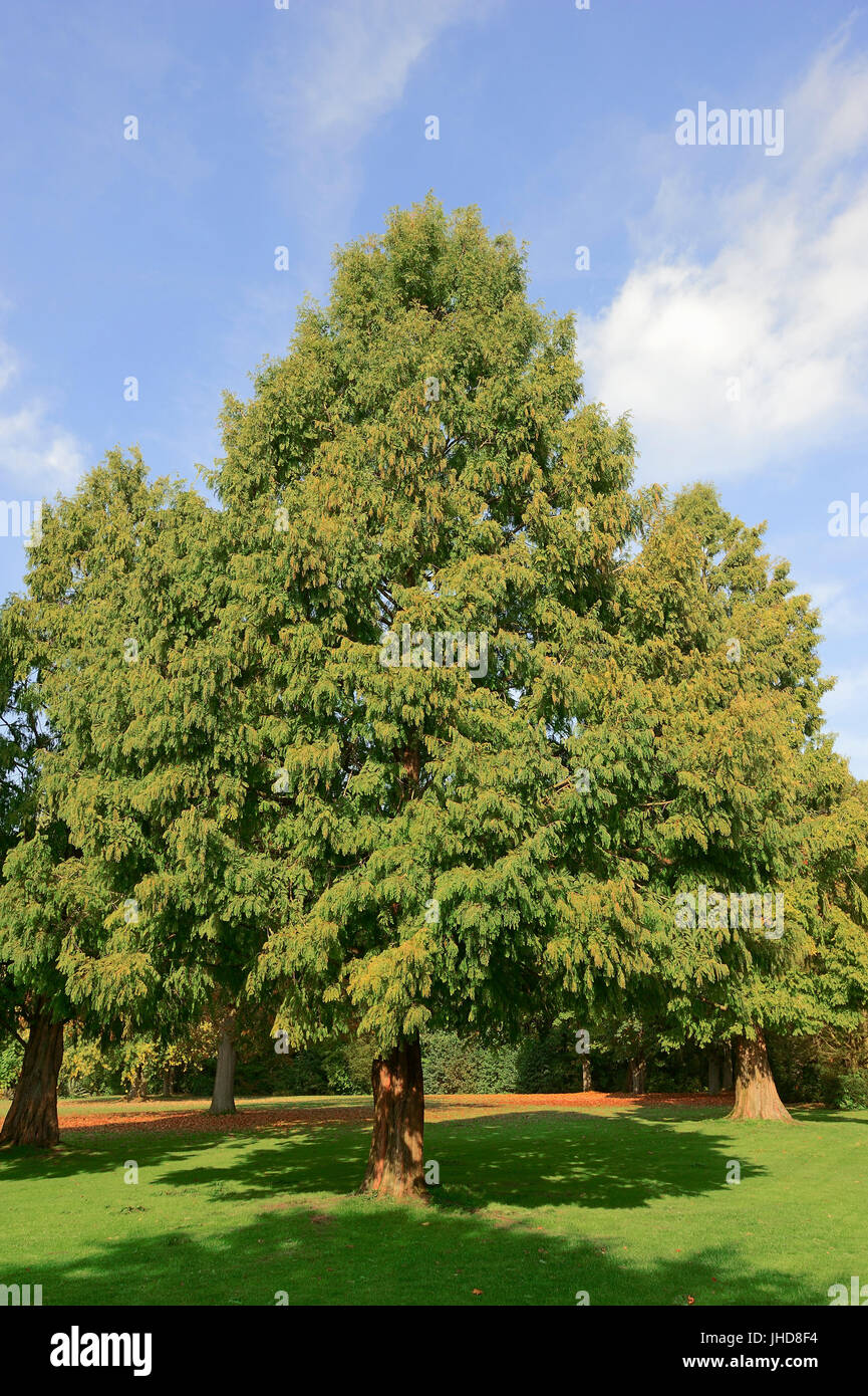Bald Cypress / (Taxodium distichum) / Swamp Cypress, Baldcypress | Sumpfzypresse / (Taxodium distichum) / Sumpfeibe Stock Photo