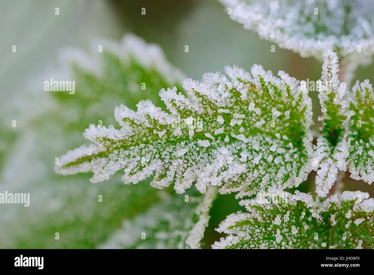 Common Nettle, leaf covered with hoarfrost, North Rhine-Westphalia, Germany / (Urtica dioica) / Stinging Nettle Stock Photo