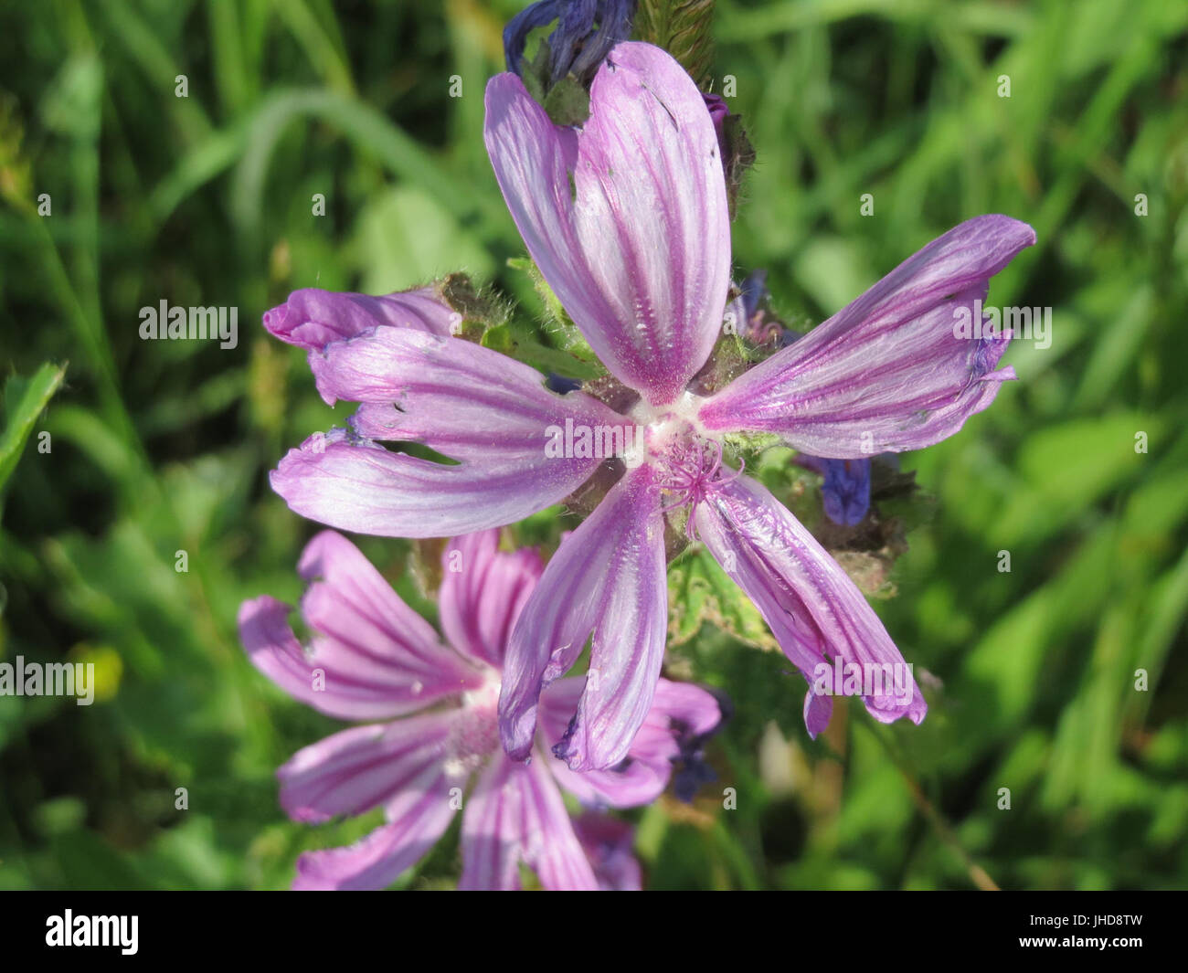 Malva sylvestris medicinal plant hi-res stock photography and images ...