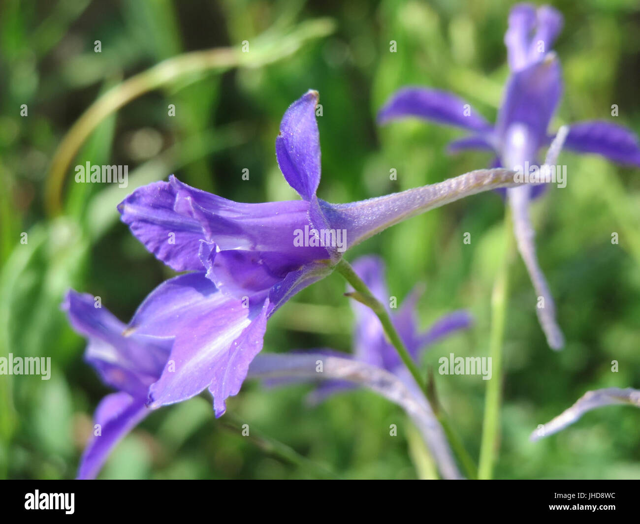 Species of larkspur hi-res stock photography and images - Alamy