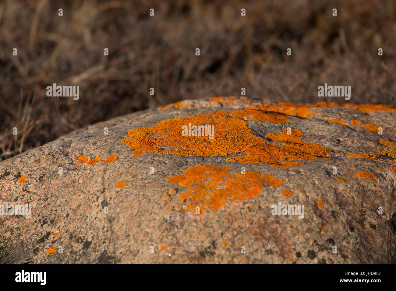 Litchen on a stone in the sub-arctic, in Manitoba, Canada. The rock has been deposited during last Ice Age. Stock Photo