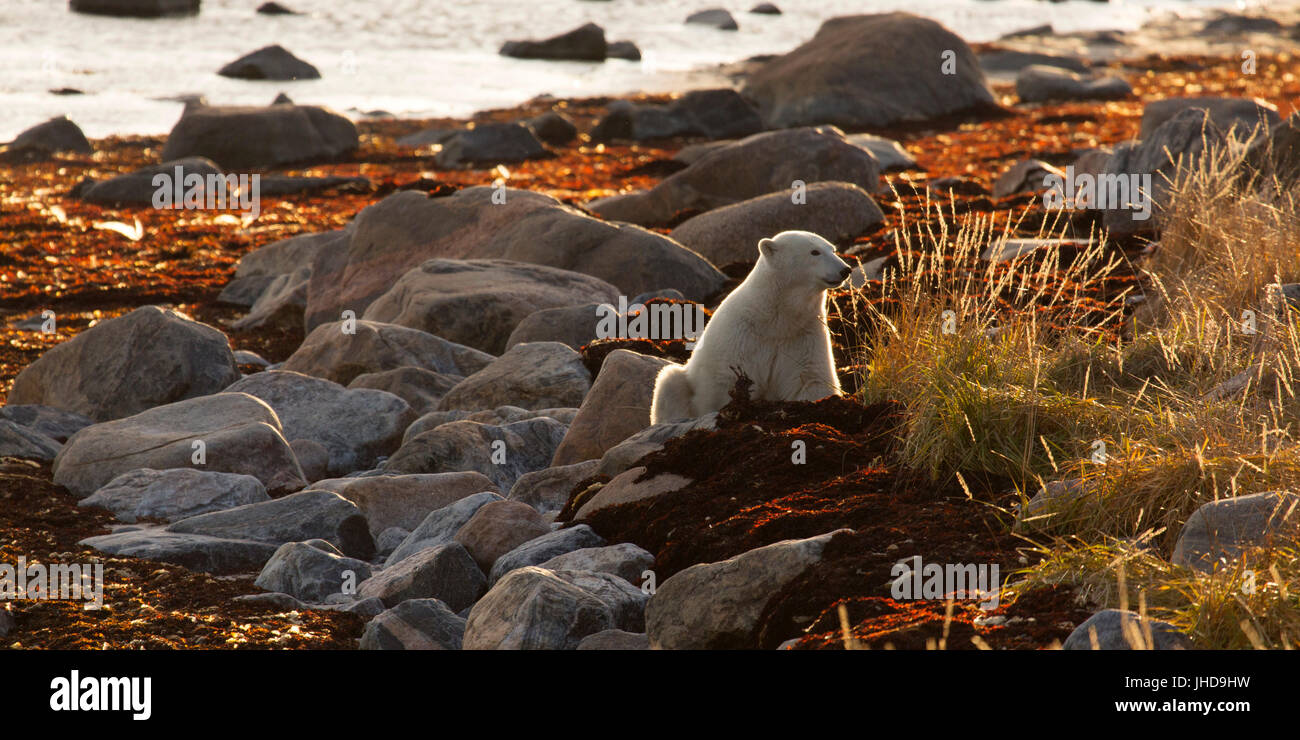 Polar bear (Ursus maritimus) backlit by the setting sunoutside of Seal River Heritage Lodge in Manitoba, Canada. Stock Photo