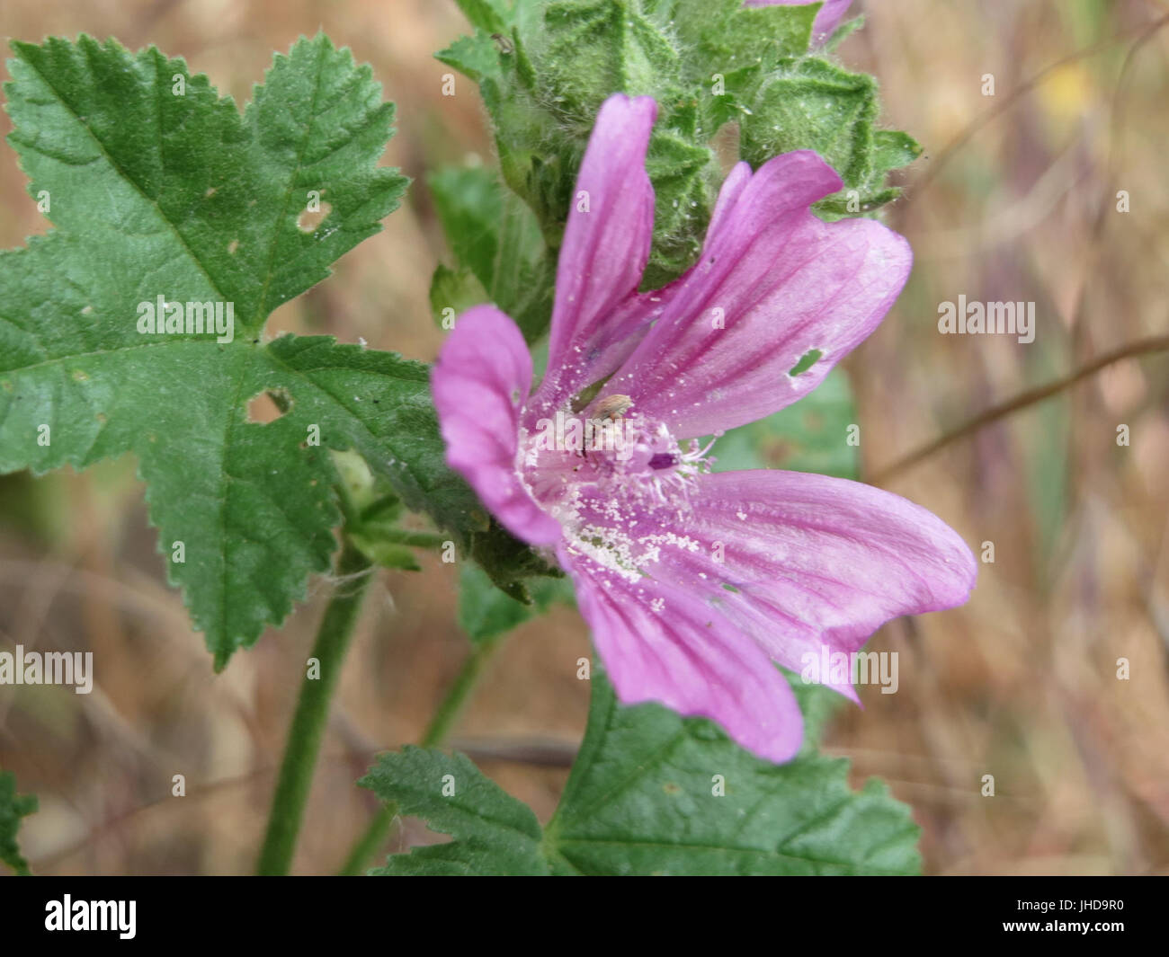 Nutrition sylvestris hi-res stock photography and images - Alamy