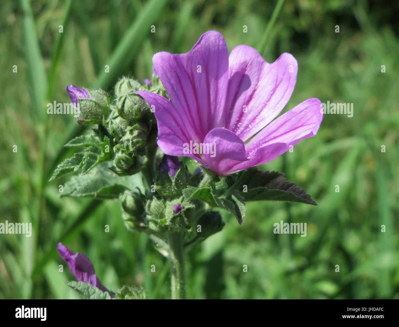Malva sylvestris medicinal plant hi-res stock photography and images ...