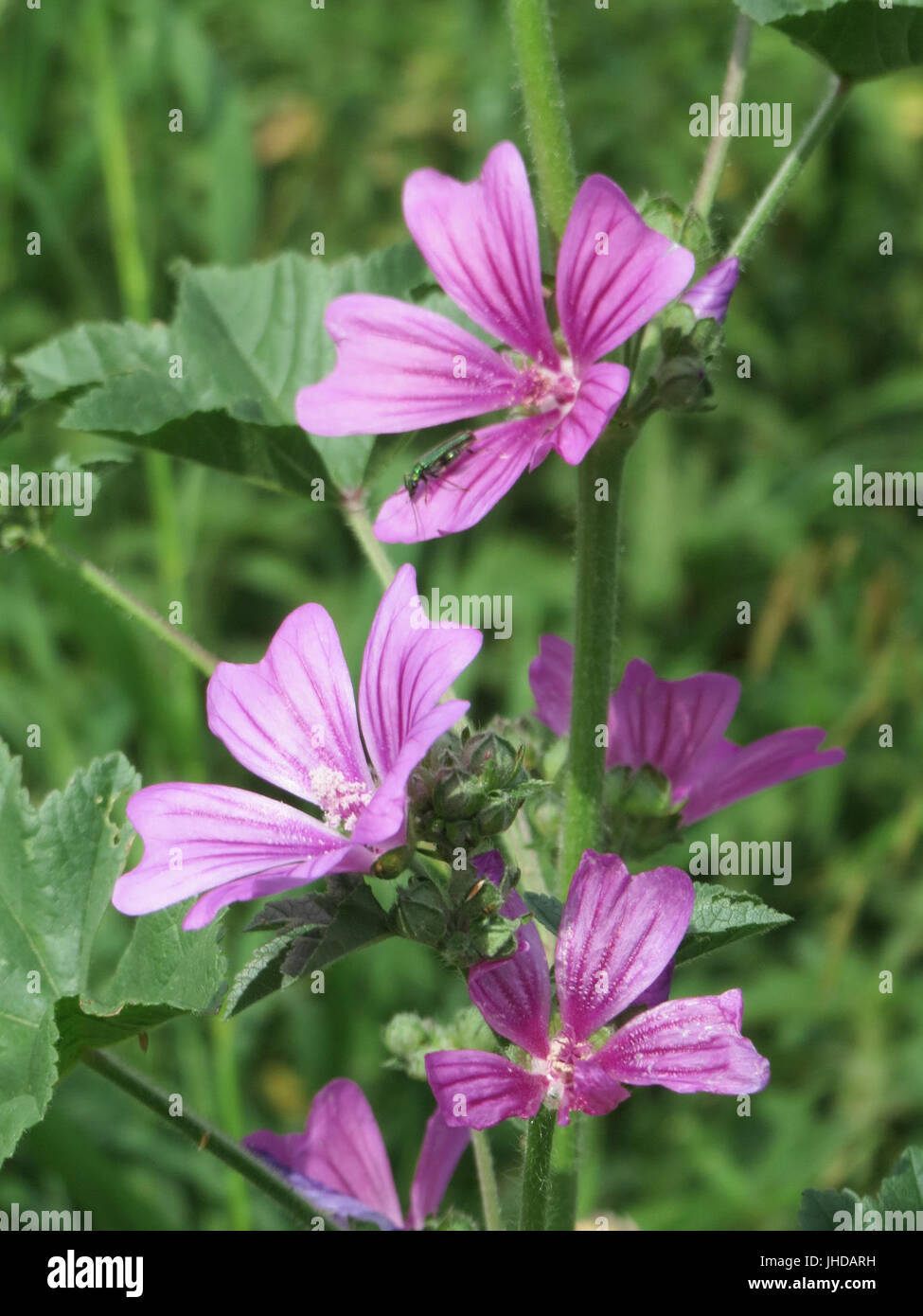 Malva sylvestris medicinal plant hi-res stock photography and images ...