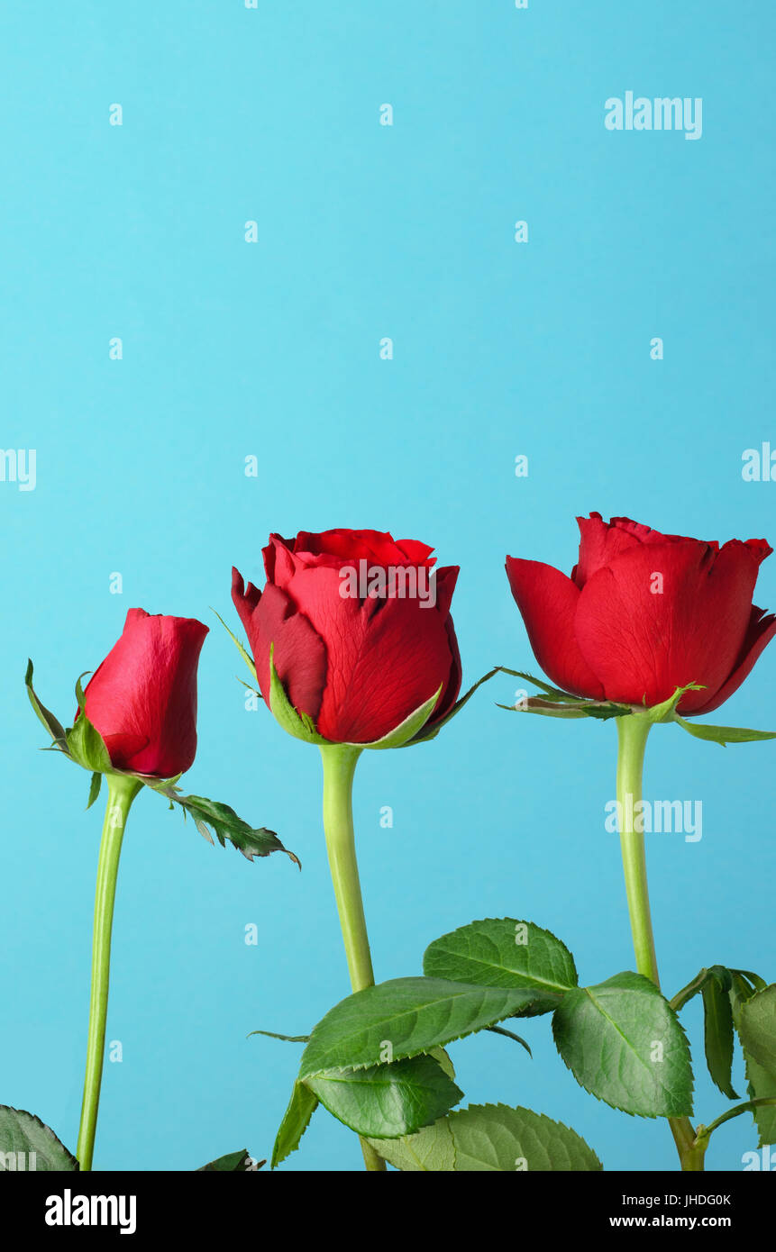 Three individual red roses, lined up in an upright row against a light, bright blue background. Stock Photo