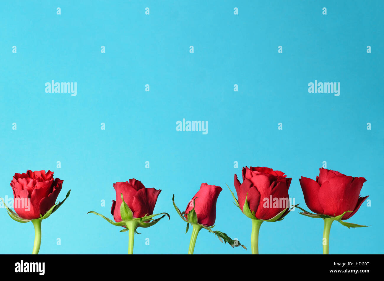 Five individual red roses, lined up in an upright row against a light, bright blue background. Stock Photo