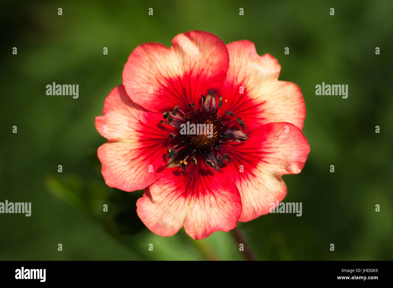 Close up of a red and pink Potentilla with blurred green foliage bokeh background for copy space. Stock Photo