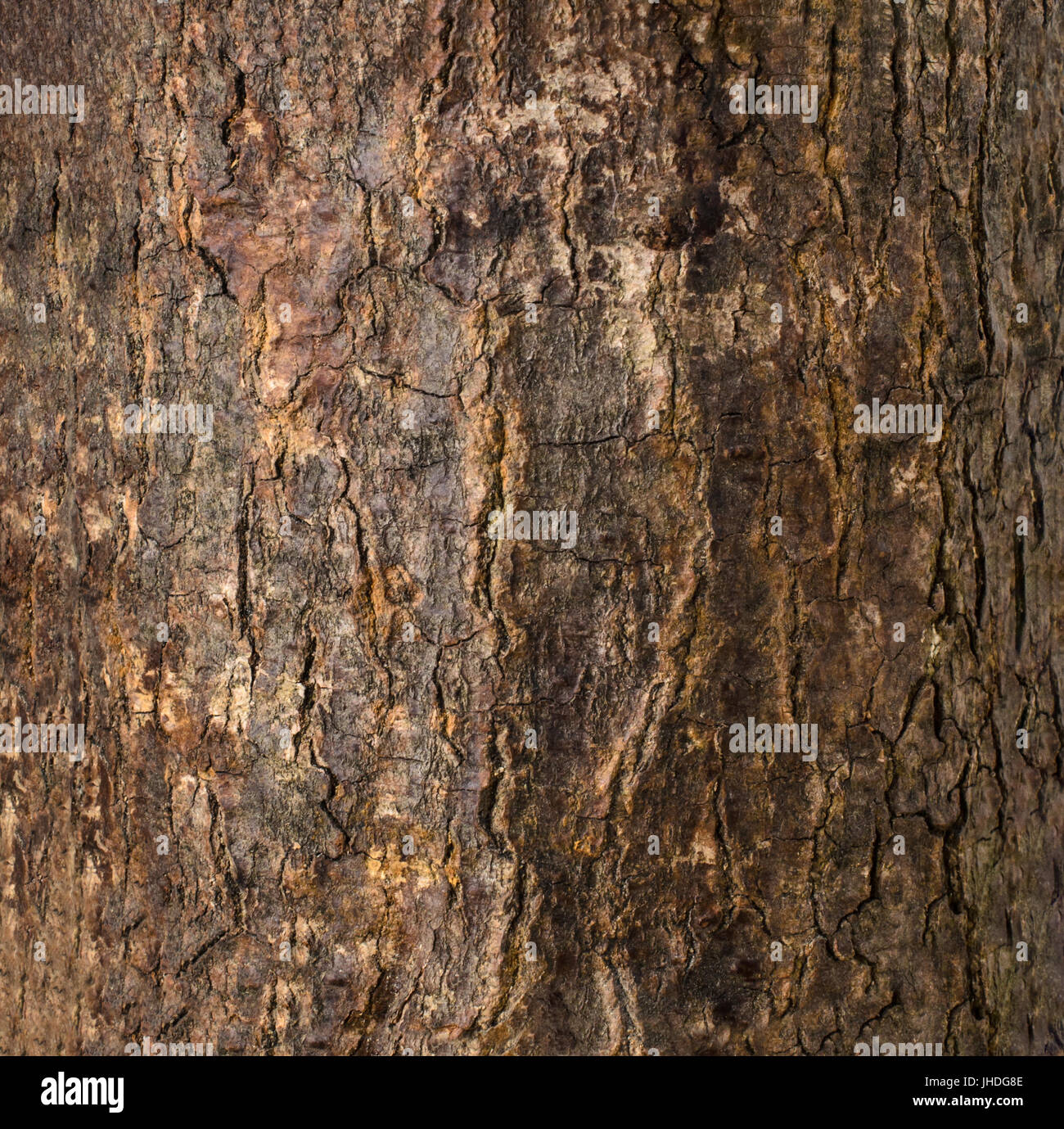 Close up photograph of rough, cracked wood tree bark. Stock Photo