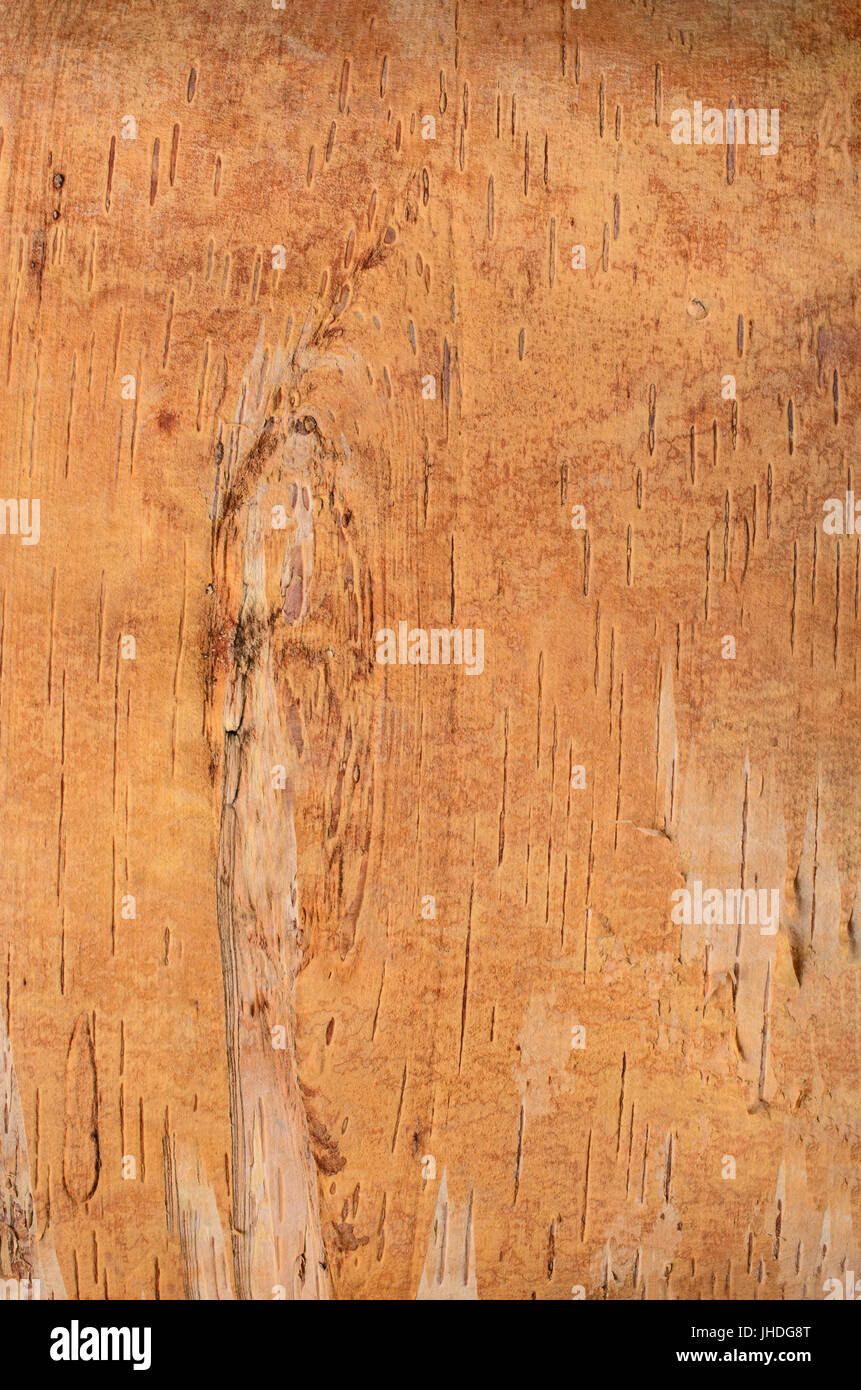 Close up of peeling birch bark texture in a pale, warm golden shade. Stock Photo