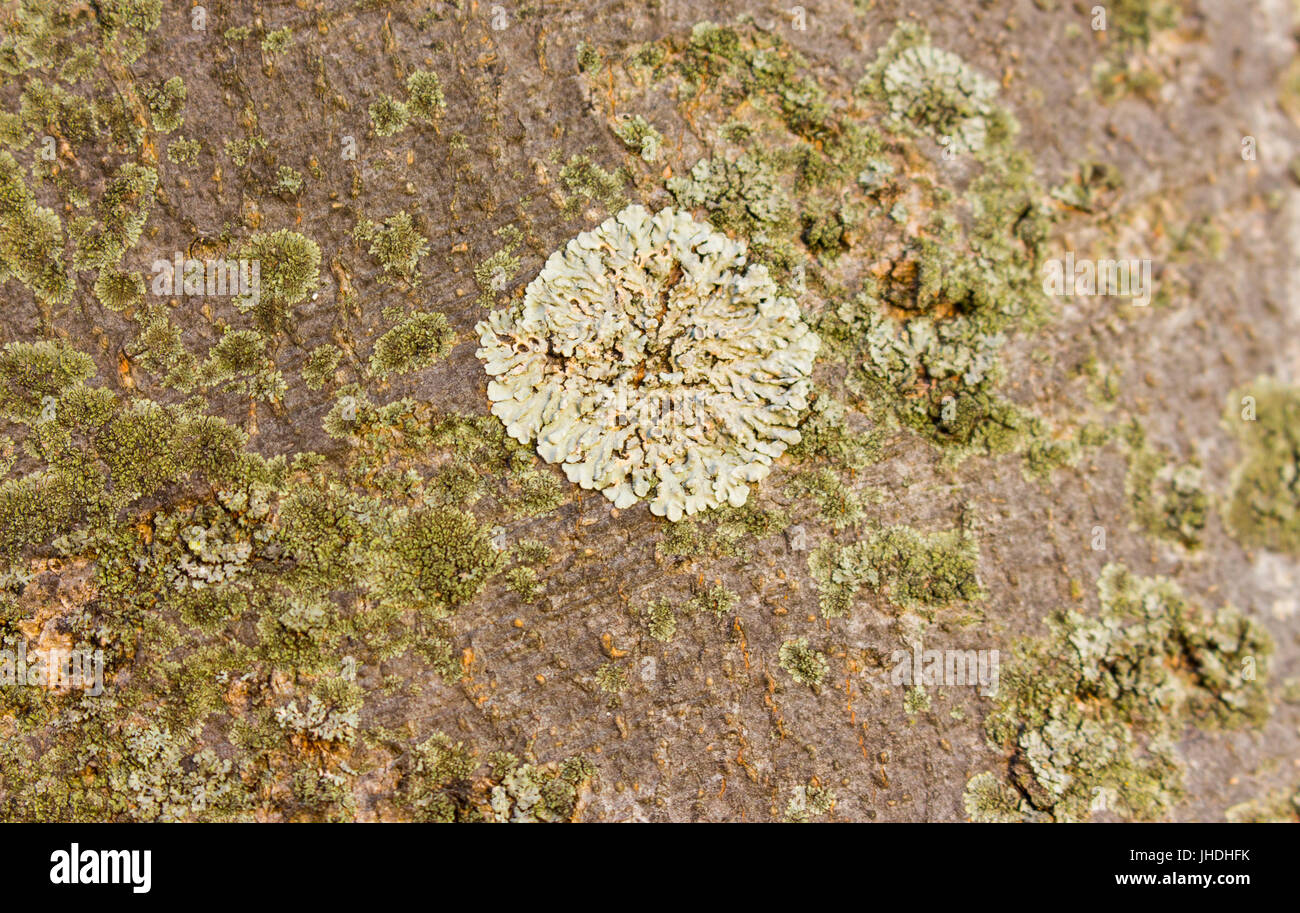 one big white tree lichen in between small green lichens Stock Photo - Alamy