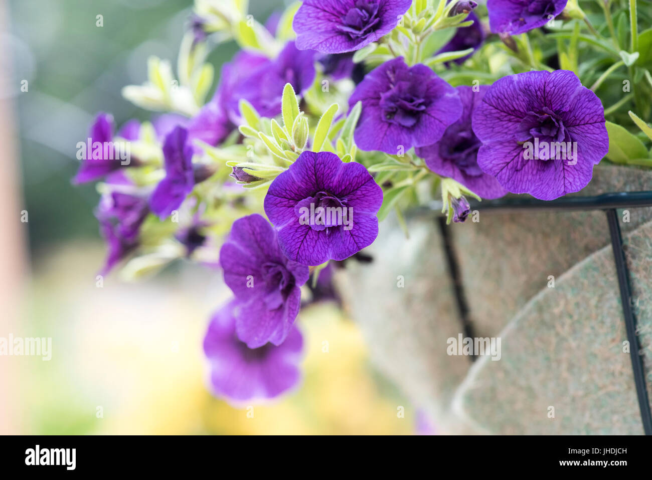 Calibrachoa caloha 'Double blue'. Mini Petunia flowers in hanging baskets. UK Stock Photo