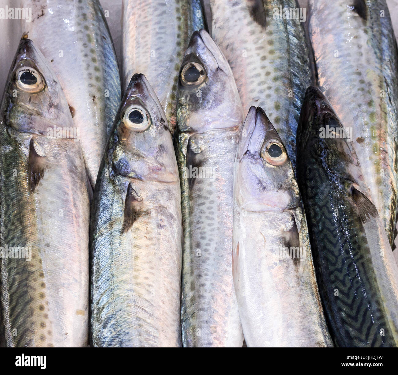 fresh catch of mackerlel fish on mediterranean market Stock Photo