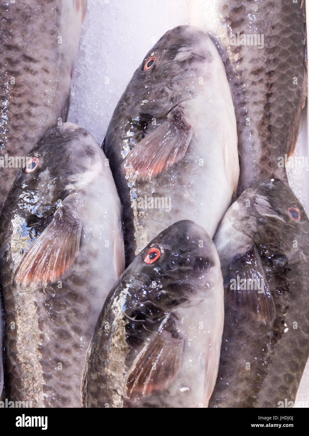 Blue eyed fish hi-res stock photography and images - Alamy