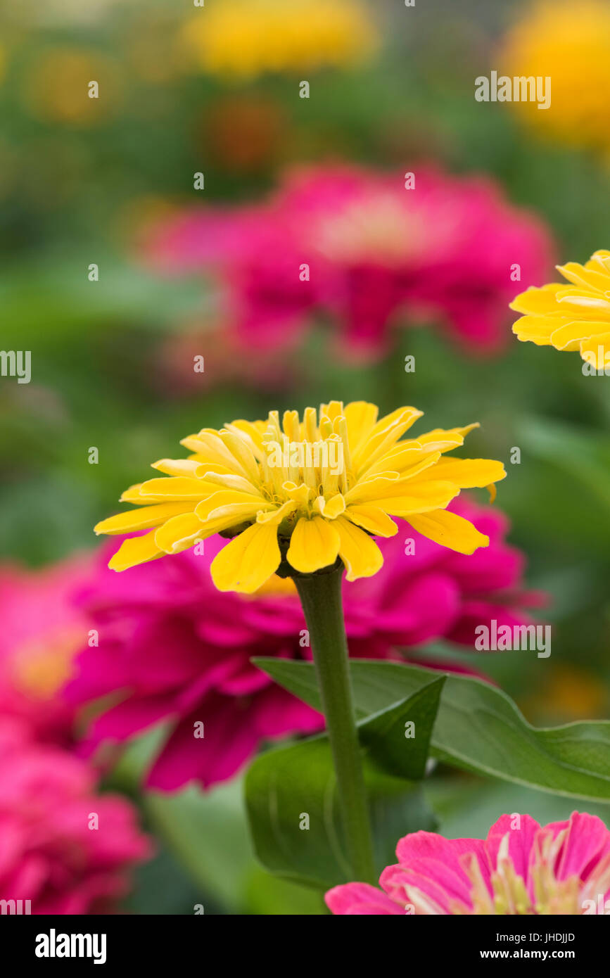 Zinnia hybrida. Zinnia elegans 'Sunshine mix' flowers Stock Photo Alamy