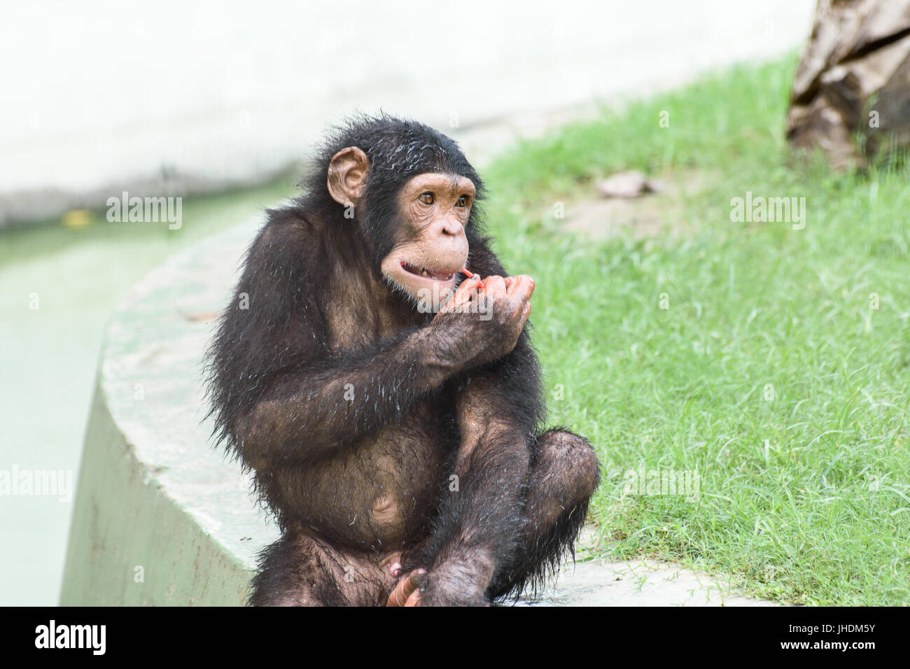 chimpanzee face prosthetic