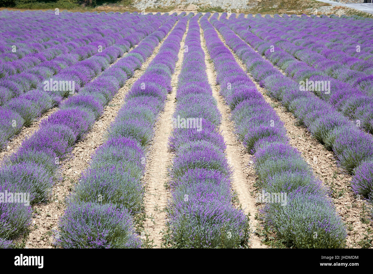 Lavender field, beautiful purple bloom in Provence Stock Photo Alamy