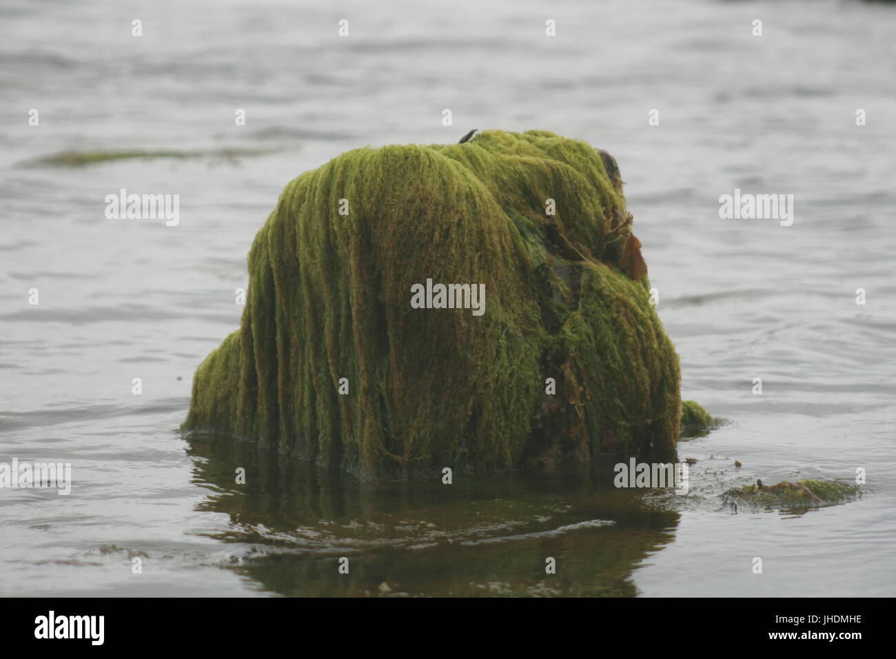 seaweed rock, rock covered in seaweed, rock covered in green seaweed, slippery rock, rock in sea, green in sea, seaweed in sea, slippery green seaweed Stock Photo