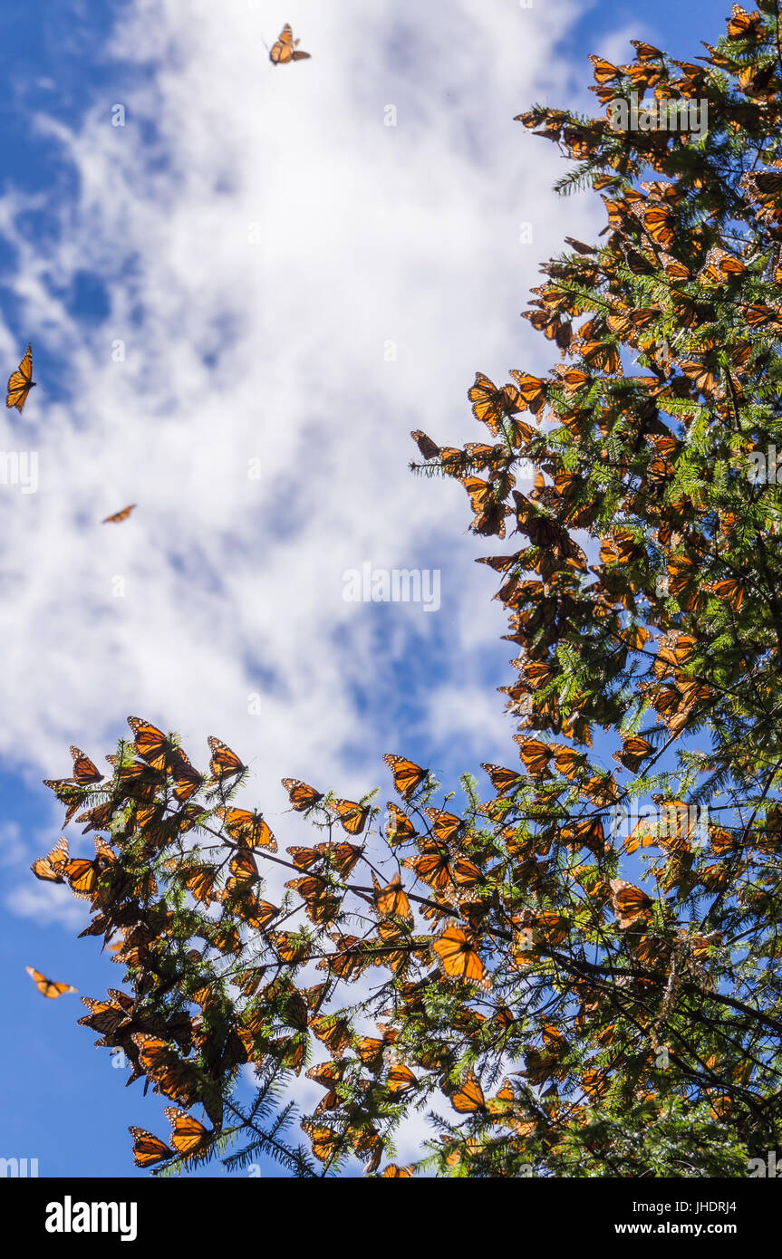 Monarch Butterflies On Tree Branch In Blue Sky Background Michoacan