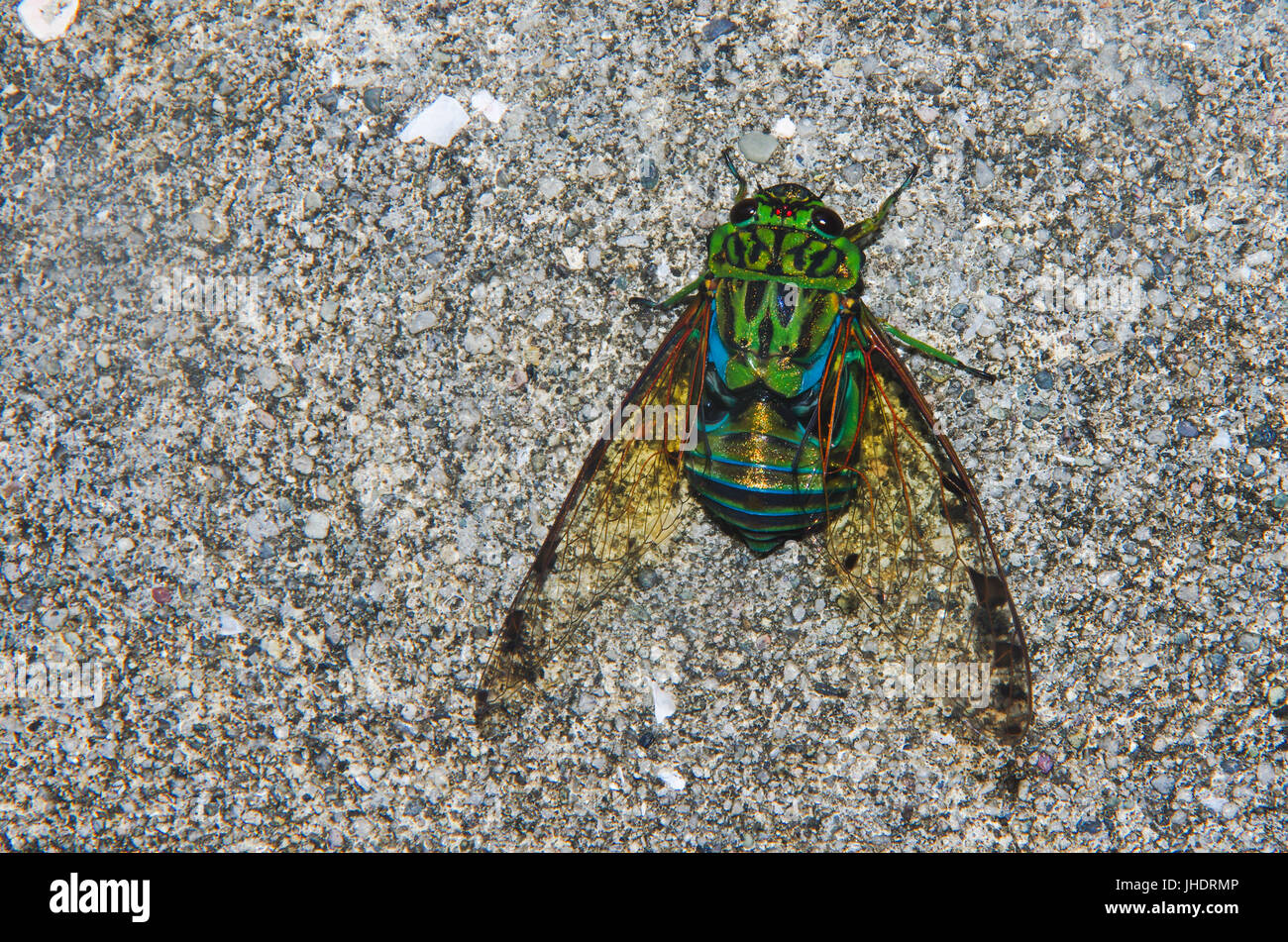 Cicada insect close up image with strong intense colors Stock Photo