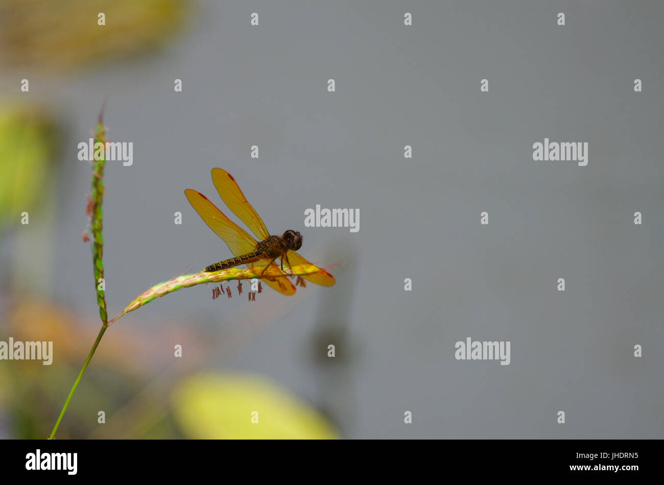 Orange dragonfly on a plant with clear background Stock Photo - Alamy