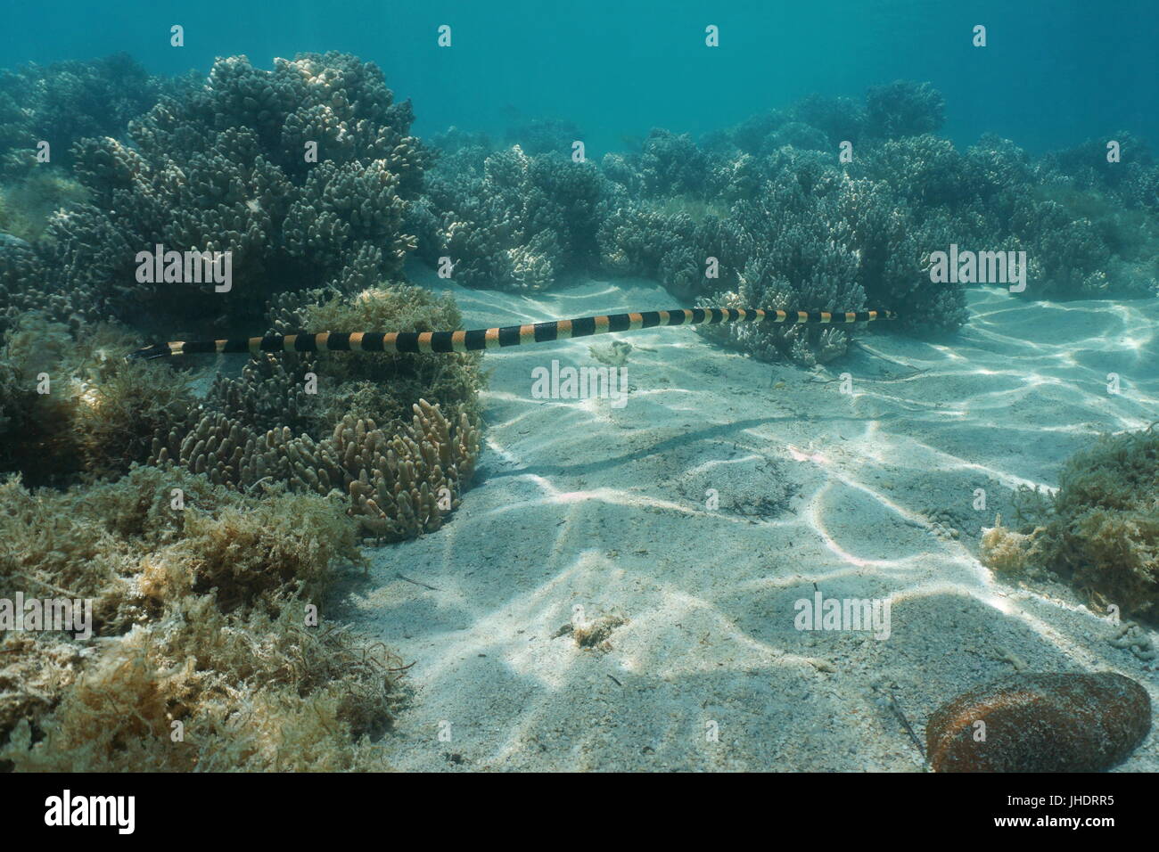 Sea snake underwater, banded sea krait, Laticauda colubrina, south Pacific ocean, New Caledonia, Oceania Stock Photo