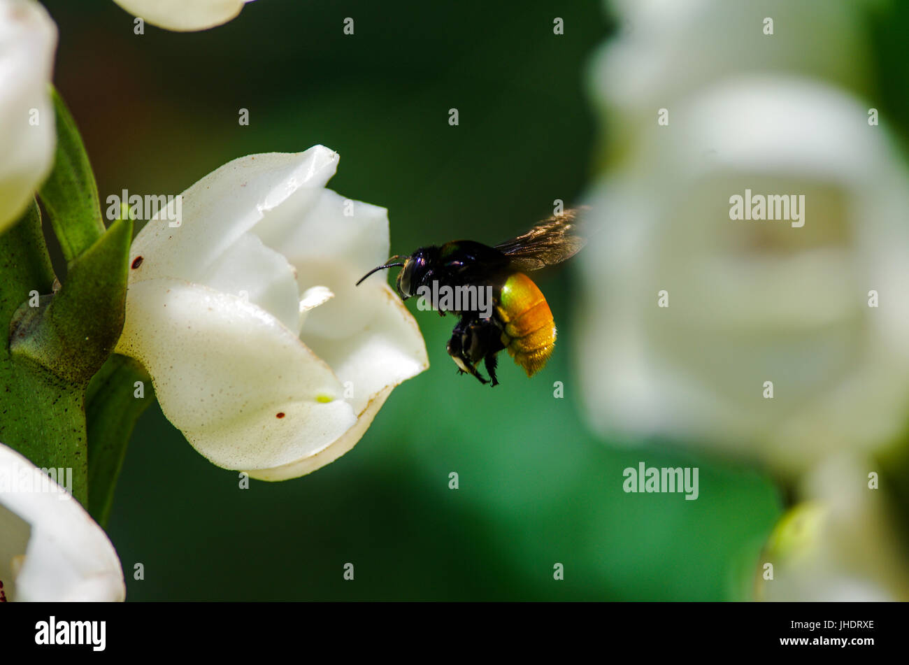 Bumblebee approaching a white Holy Ghost Orchid (Peristeria Elata Orchidaceae) flower or Flor del Espiritu Santo in Spanish Stock Photo