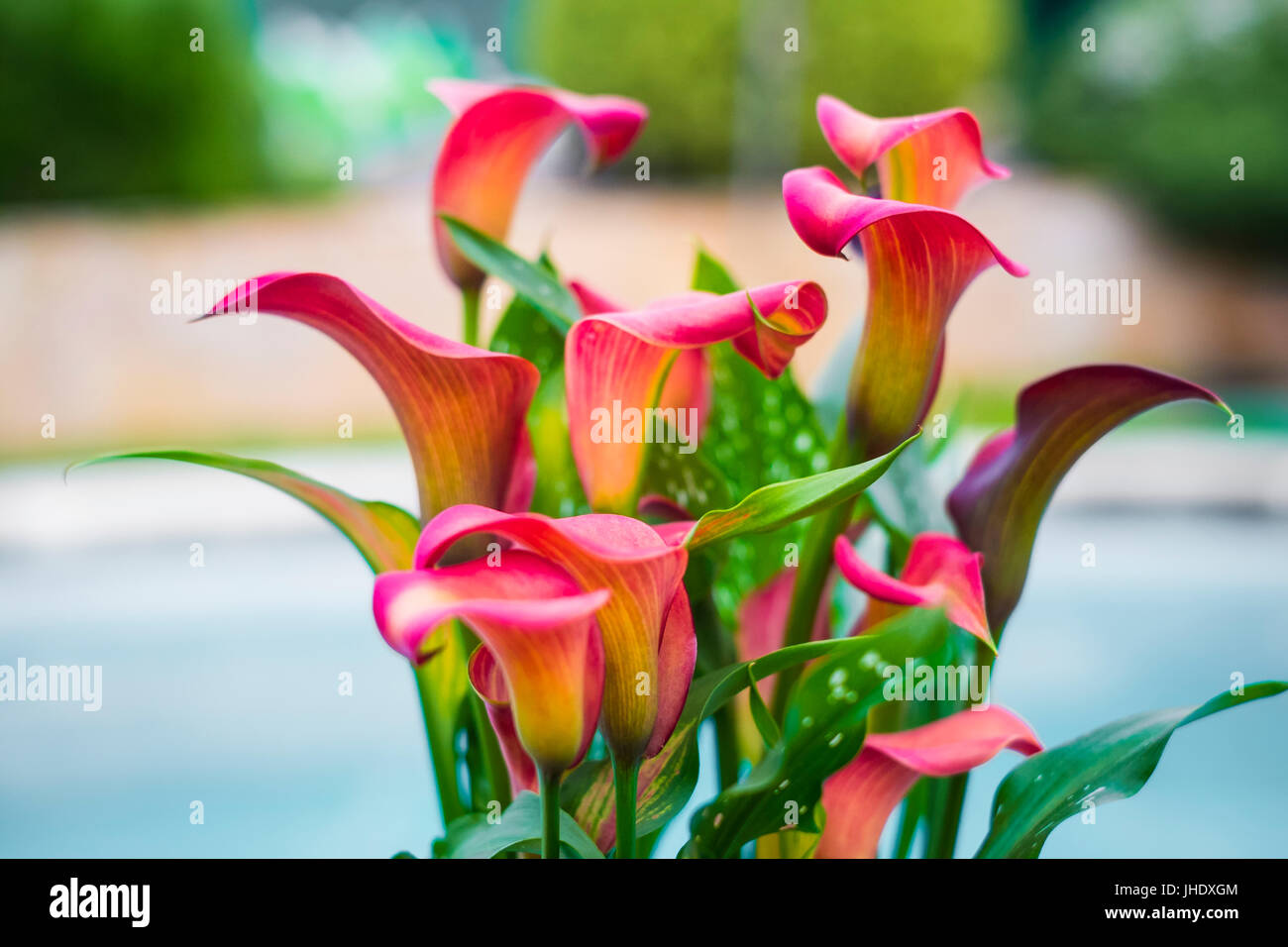 Calla lilies garden hires stock photography and images Alamy
