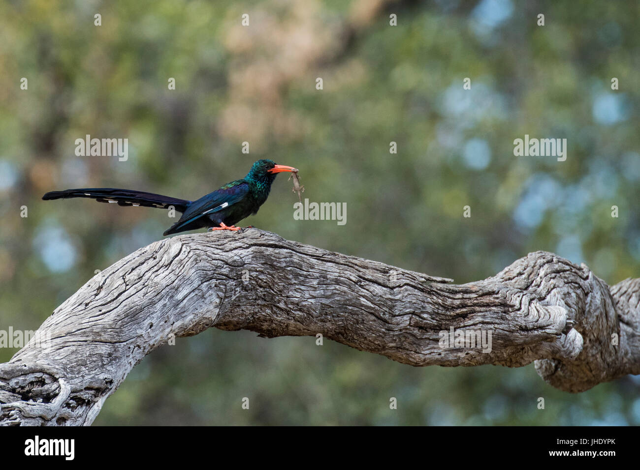 Zambia, South Luangwa National Park. Green wood hoopoe (Phoeniculus purpureus) is a member of the family Phoeniculidae, the wood hoopoes, aka red-bill Stock Photo