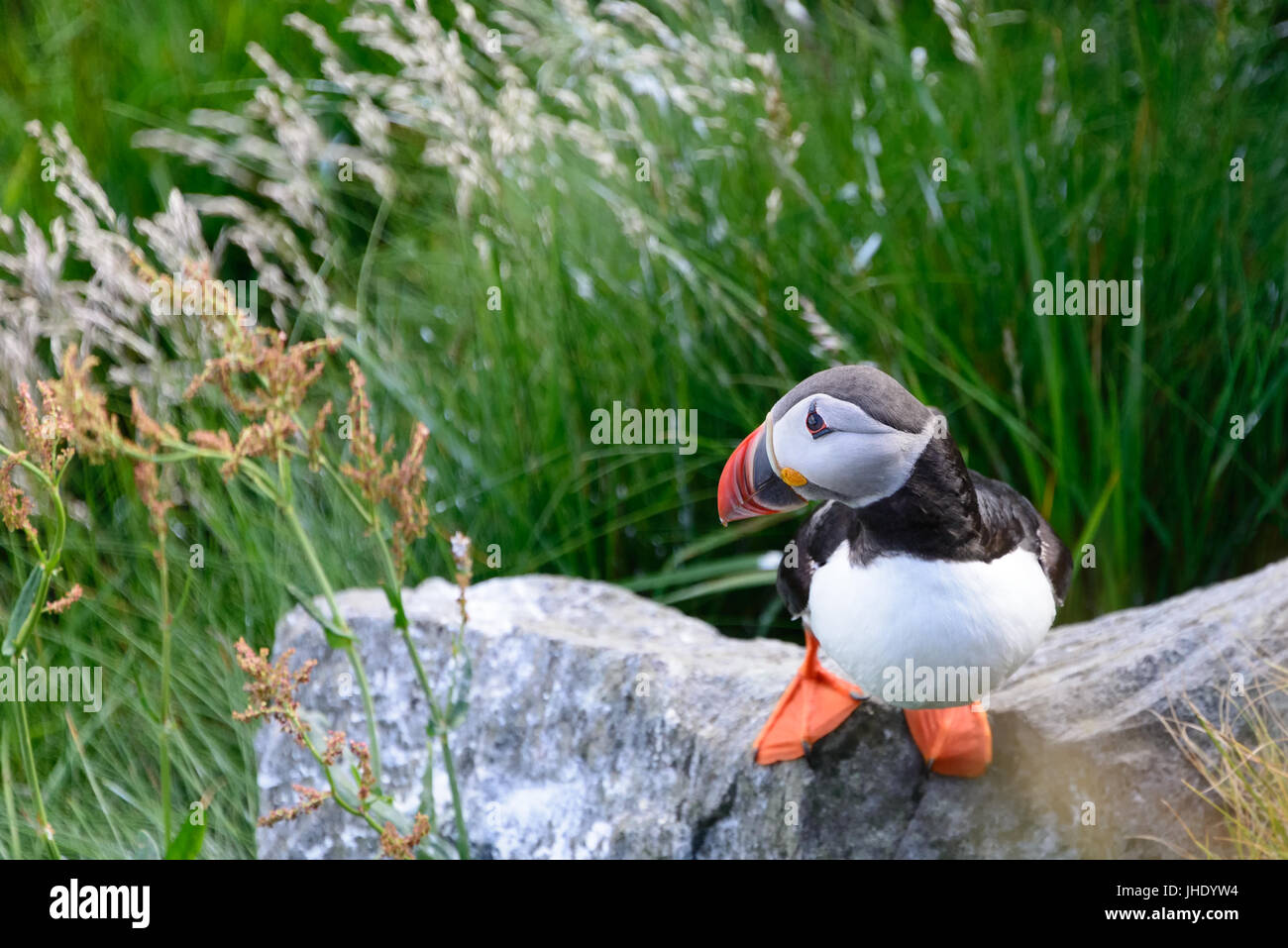 Atlantic puffin, fratercula arctica, a sea bird sitting on a rock in side view. Stock Photo