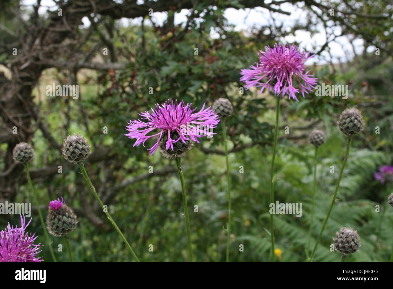 Purple thistle like flower High Resolution Stock Photography and Images ...