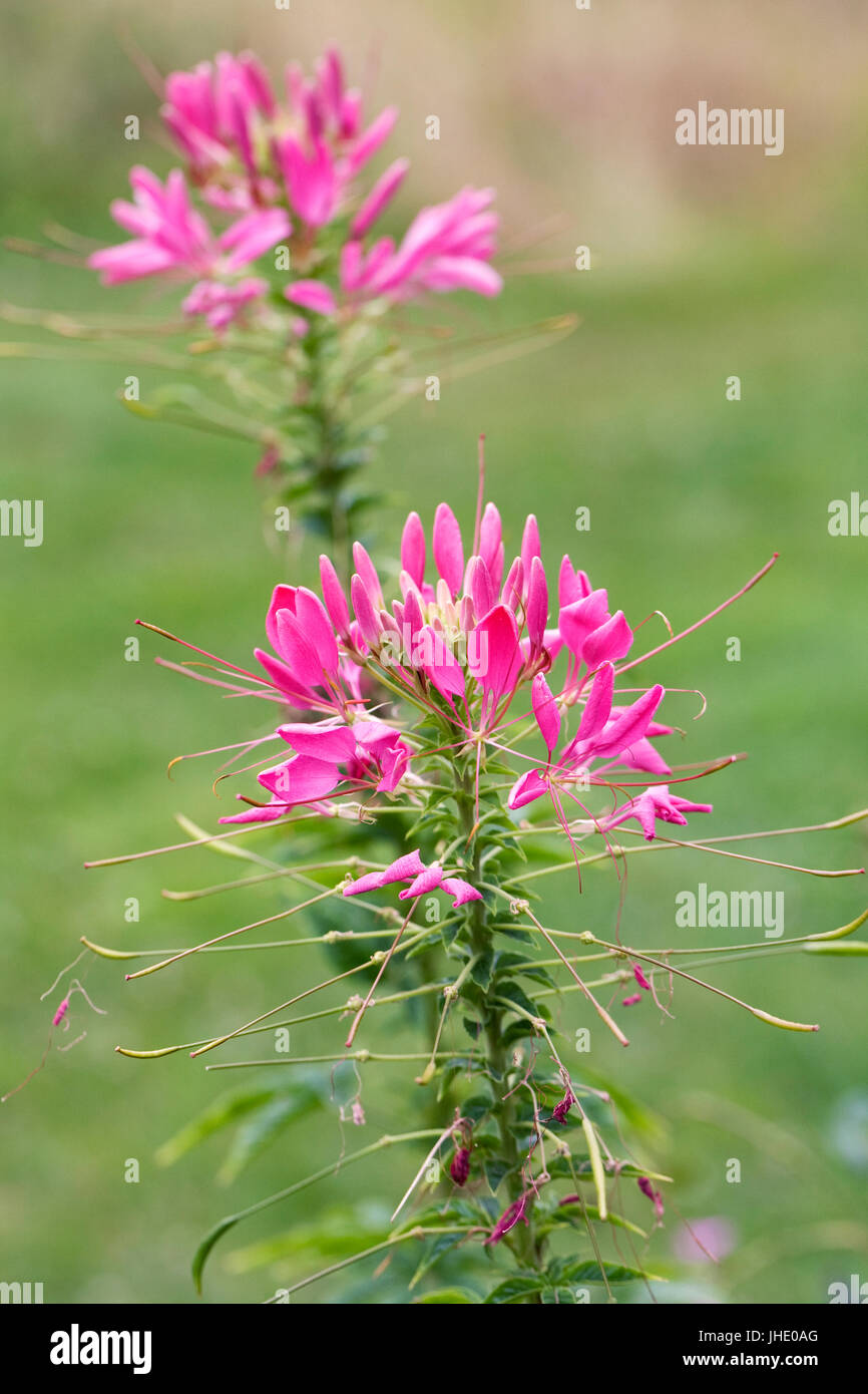 Queen pink color hires stock photography and images Alamy