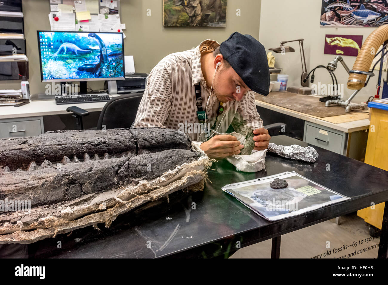 A paleontologist at the Museum of Natural History of Los Angeles cleans fossils from a large Ichthyosaur found in Nevada, its large jaw beside him. Stock Photo