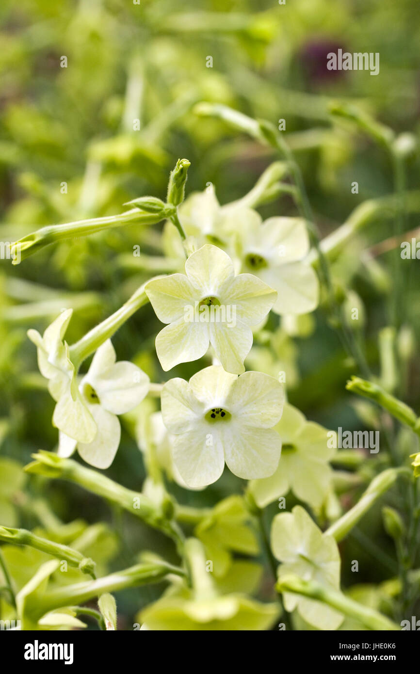 Nicotiana flowers in a summer garden . Stock Photo