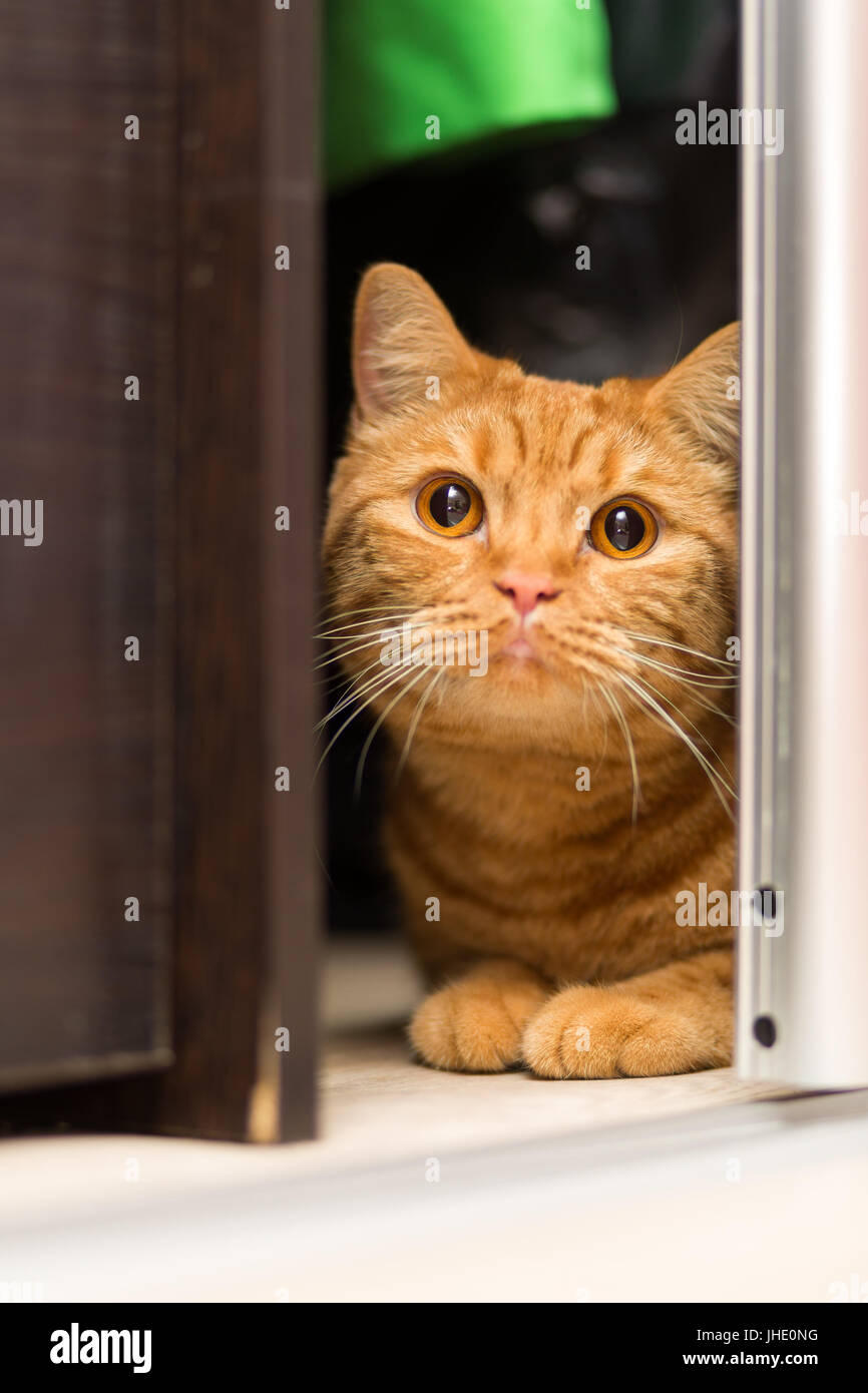 View of Cat hiding in closet hi-res stock photography and images - Alamy