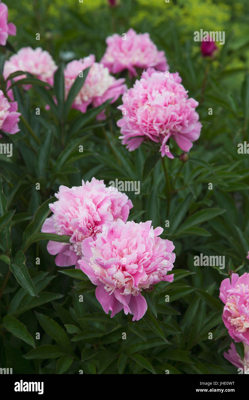 Peonia lactiflora hi-res stock photography and images - Alamy