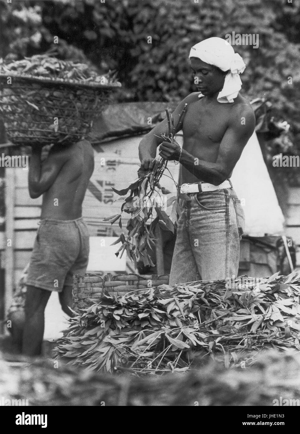 Black farm workers hi-res stock photography and images - Alamy