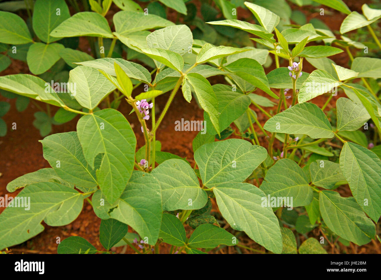 Plant, Belém, Pará, Brazil Stock Photo - Alamy